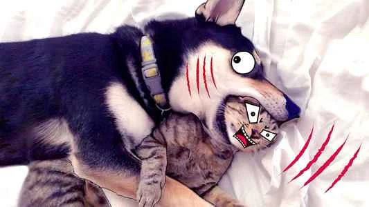 Why are cats and dogs natural enemies?