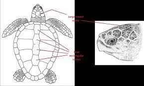 Does it feel good to touch a turtle's shell?