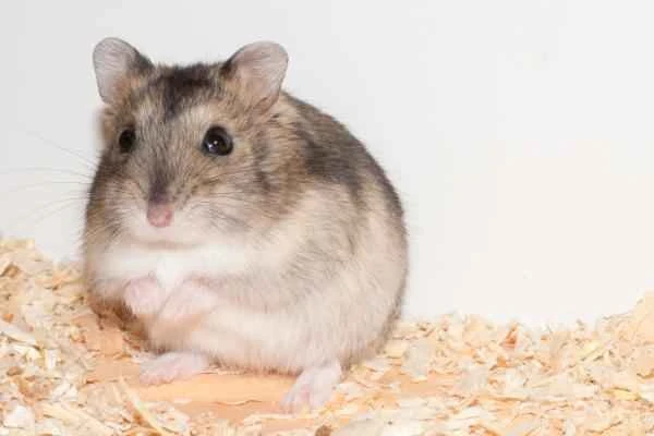 Hamster Varieties - Russian Dwarf Hamster