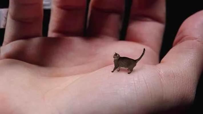 Top 10 smallest cats in the world