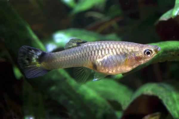 Peces vivíparos: ejemplos and características - Guppy (Poecilia reticulata)