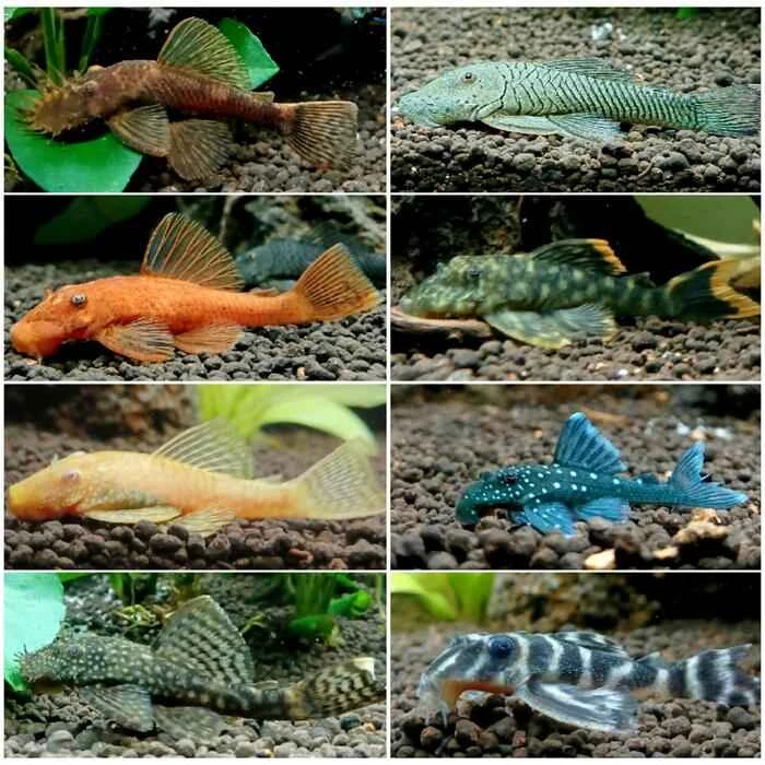 Do plecos eat fish feces? A comprehensive analysis of pleco diets and their role in aquarium cleaning.