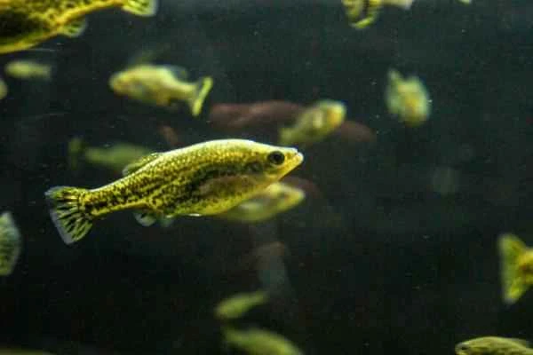 Viviparous fish: Examples and characteristics - Mexican carp or butterfly splitfin fish (Ameca splendens)