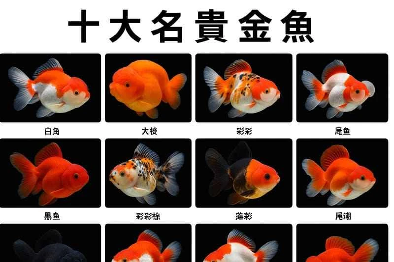 The world's ten most prized goldfish—how many have you seen?
