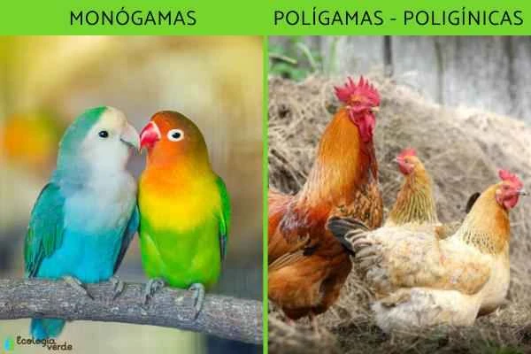 Bird classification – classifying birds based on their relationships with other birds.