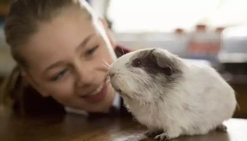 Average lifespan of guinea pigs: Key factors affecting lifespan