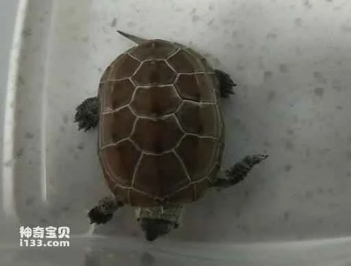 What causes white skin on a turtle's body?