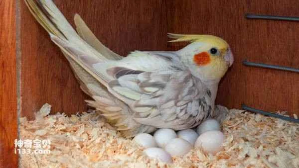 How can you tell if a female parrot has an egg inside her?