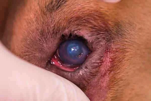 dog's eyelid entropion