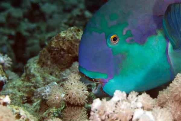 Pez loro: características, hábitat and alimentación - Alimentación del pez loro