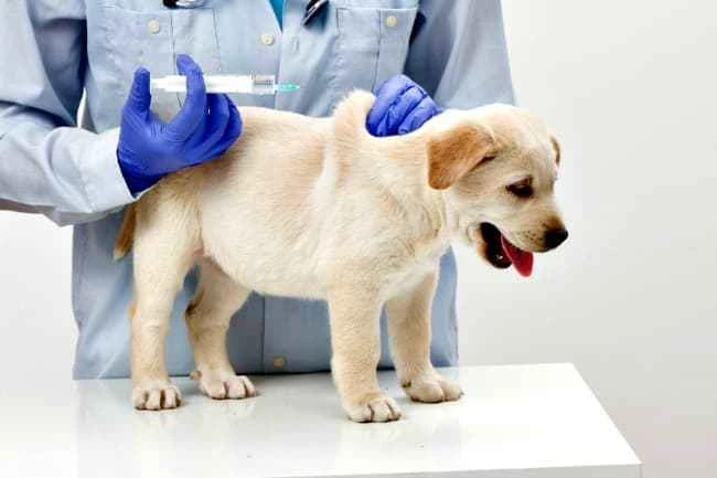 When should a puppy receive its first vaccination?