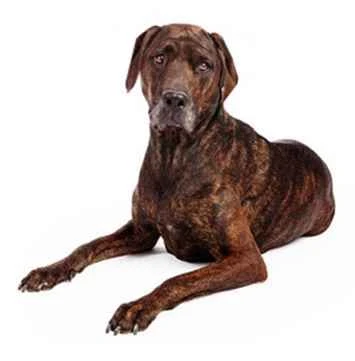 Everything you need to know about Tennessee Tree Dogs