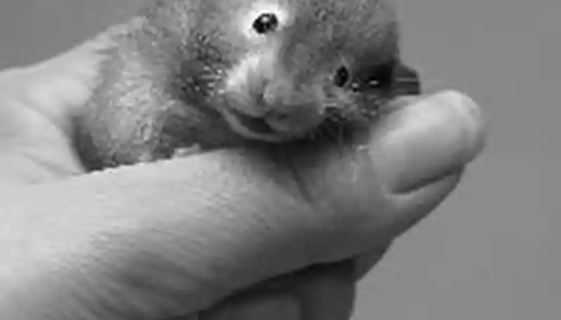 Hamster lifespan: How long can a hamster live?