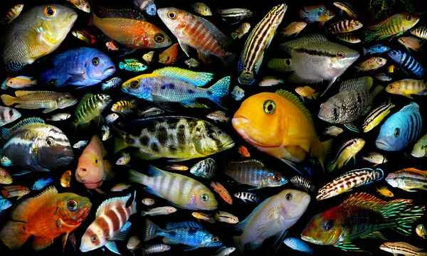 Top 10 Most Beautiful Cichlids from the Three Lakes