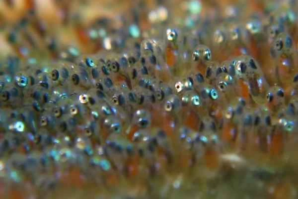 Ciclo de vida de los peces - Huevo