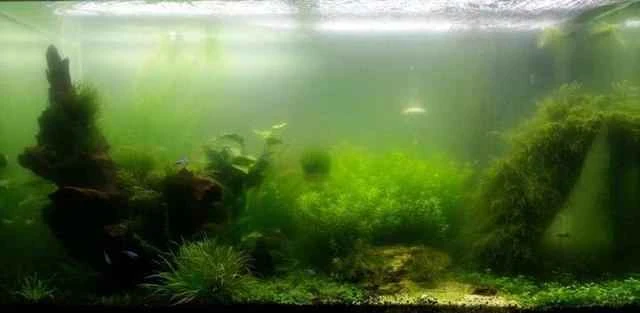 Best solution for green aquarium water: How to effectively remove green algae from the water.