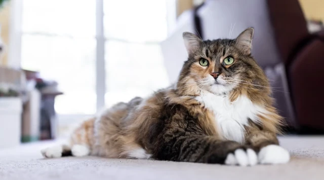 Cats: Man's most adorable companions