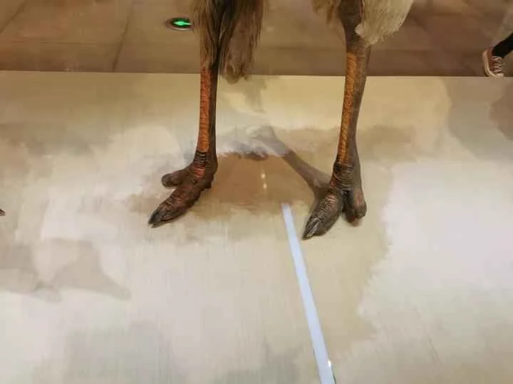 Which bird has only two toes? (Detailed introduction)