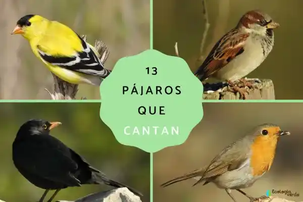 13 Birds That "Sing": Names, Distributions, Song Characteristics, and Key Identification Points