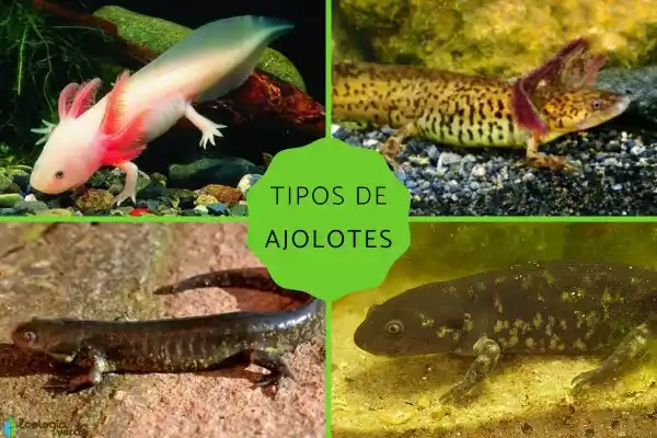Ajolote: Species and Characteristics Explained