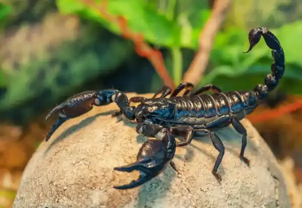 Types and characteristics of scorpions (99 species in total)