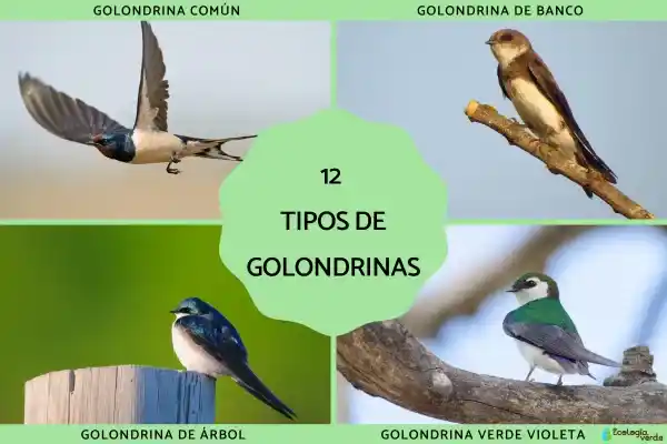 A Complete Guide to 12 Types of Swallows (Golondrinas)