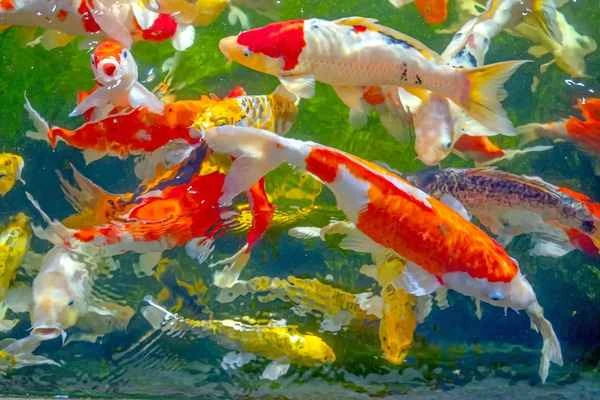 How to properly raise koi: A comprehensive guide and tips