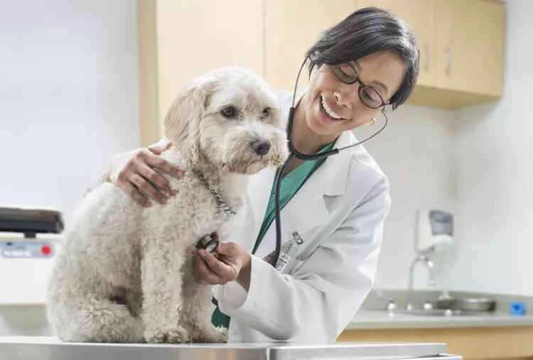 Causes, treatment and prevention of heart murmurs in dogs
