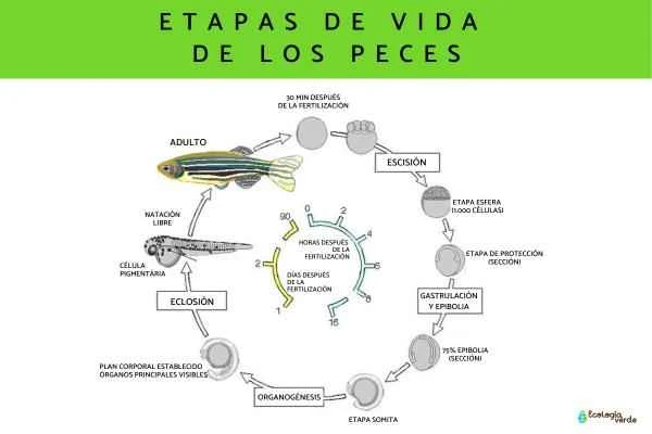 Detailed Explanation of Fish Life Cycles: A Comprehensive Analysis of Reproduction Methods and Growth Stages