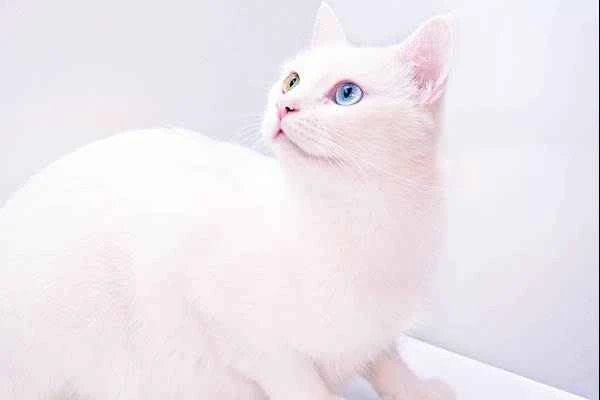 How to identify albino kittens: key signs and characteristics