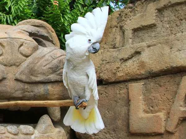 10 Common Pet Parrot Owl Species: Choosing the Right Parrot Owl Pet for You