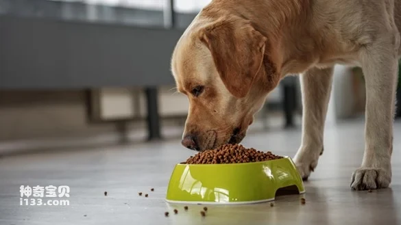 What's cheap and healthy food to feed dogs?