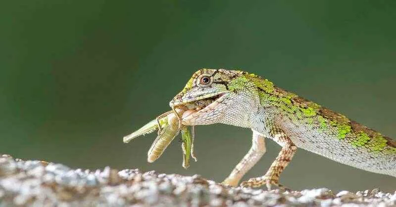 What do lizards in the rainforest eat? A complete guide.