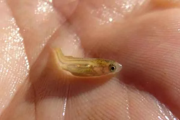 Ciclo de vida de los peces - Alevín