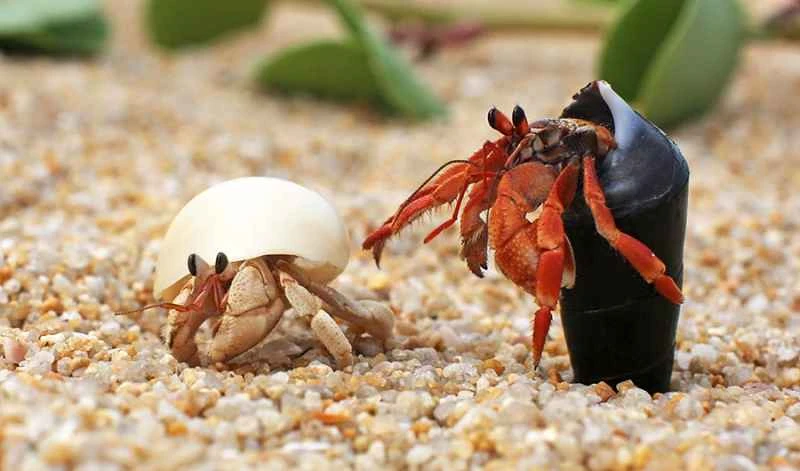 How to feed baby crabs