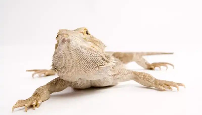 Bearded dragon average lifespan: lifespan and care tips