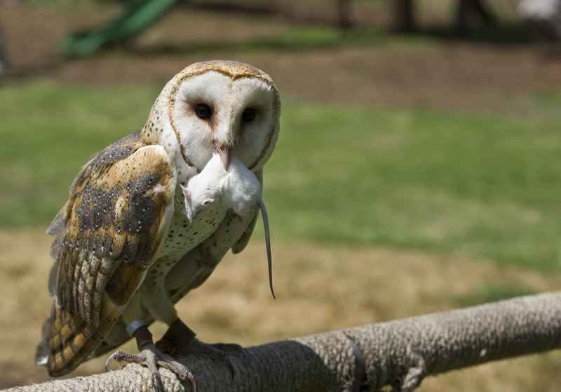 What do owls eat? — Learn more about their diet