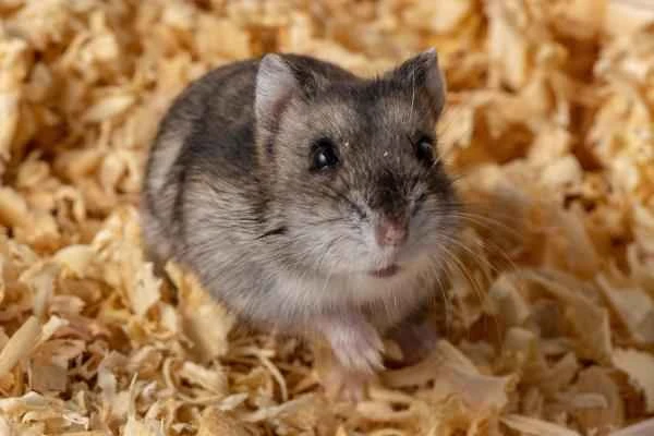 Hamster Types - Campbell's Hamster