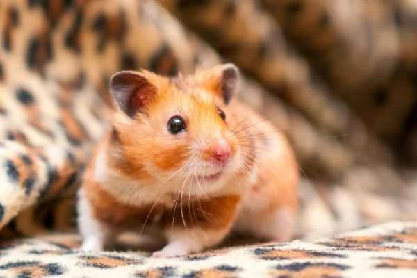 Hamster varieties – Syrian hamster or golden hamster