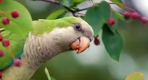 Parrots are facing a serious extinction crisis.