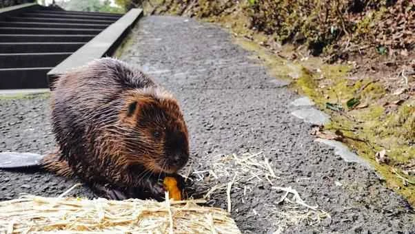 What do beavers eat? — Let's take a look at their herbivorous diet.