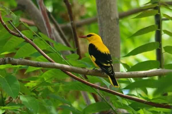 Golden Oriole: A Comprehensive Analysis of Its Characteristics, Habitat, and Diet