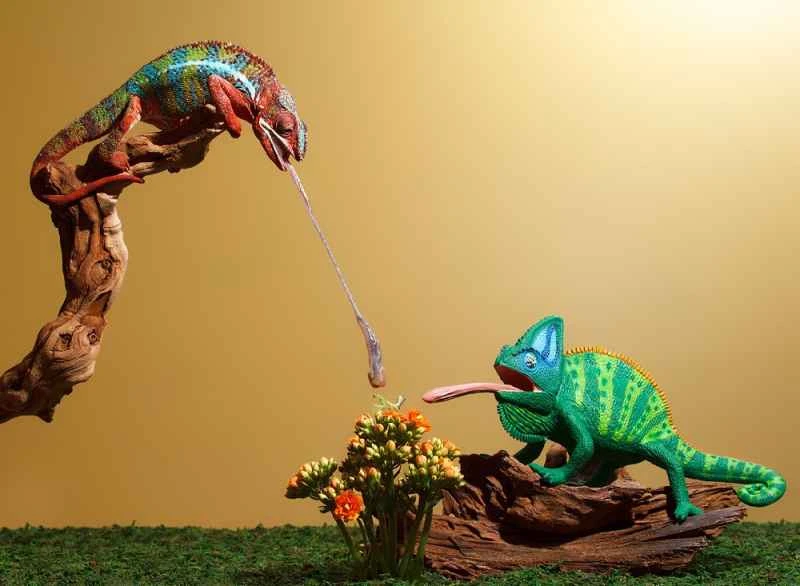 Leopard Chameleon vs. Veil Chameleon: A Comprehensive Comparison Guide