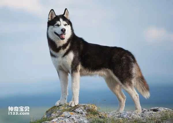 Top 10 Noble Dogs in the World