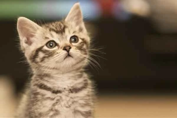 Ciclo de vida del gato - Cachorro