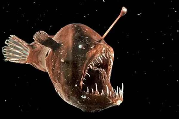 Pez linterna: características, hábitat and alimentación - Quées un pez linterna and características