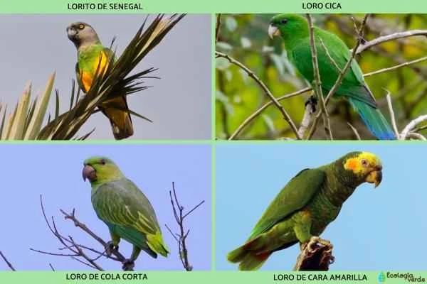 Tipos de loros - Otros tipos de loros