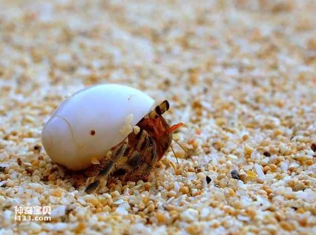 What do hermit crabs like to eat? (Detailed introduction)