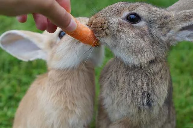 What do rabbits eat? A comprehensive rabbit diet guide.