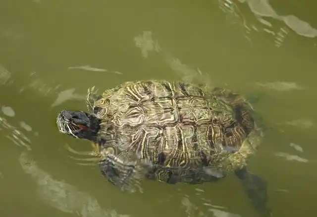 Why do turtles float? — Exploring the reasons behind turtle buoyancy and solutions.
